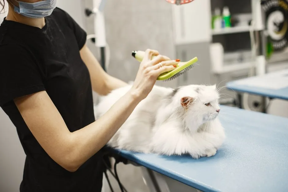 Brossage d'un chat persan blanc sur une table de toilettage