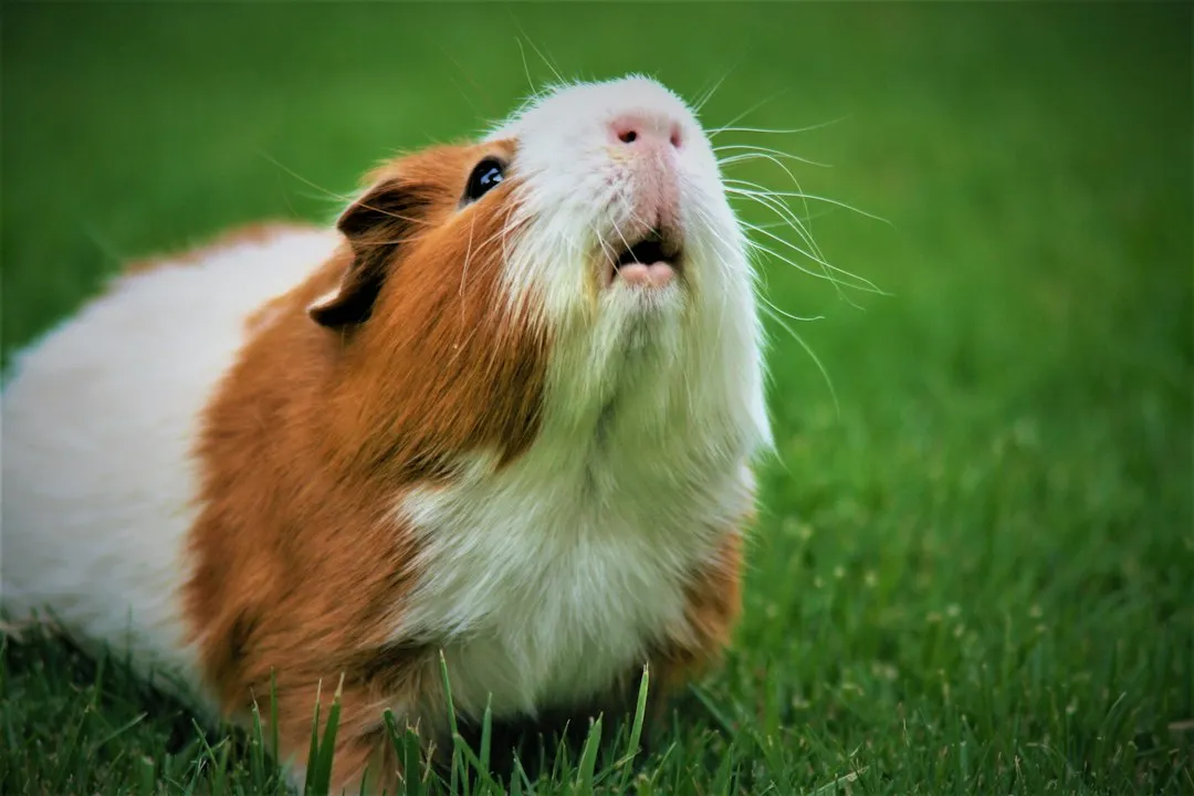 Cochon d'Inde roux et blanc, petit animal de compagnie