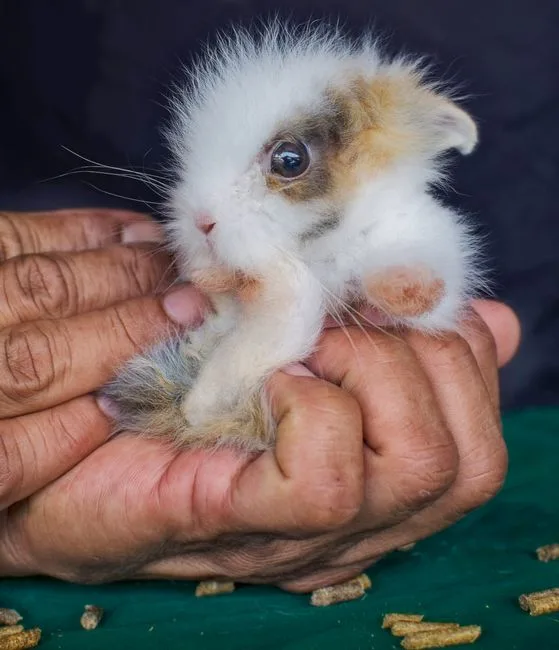 Jeune lapin au poil doux tenu avec précaution dans les mains