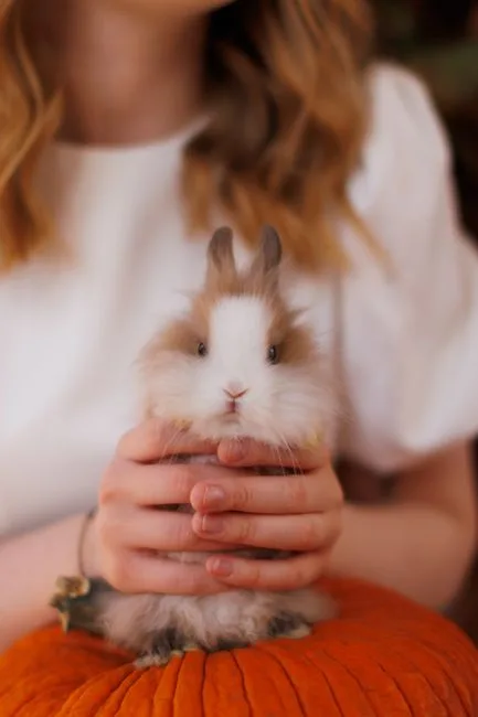 Petit lapin tête de lion tenu délicatement dans les mains