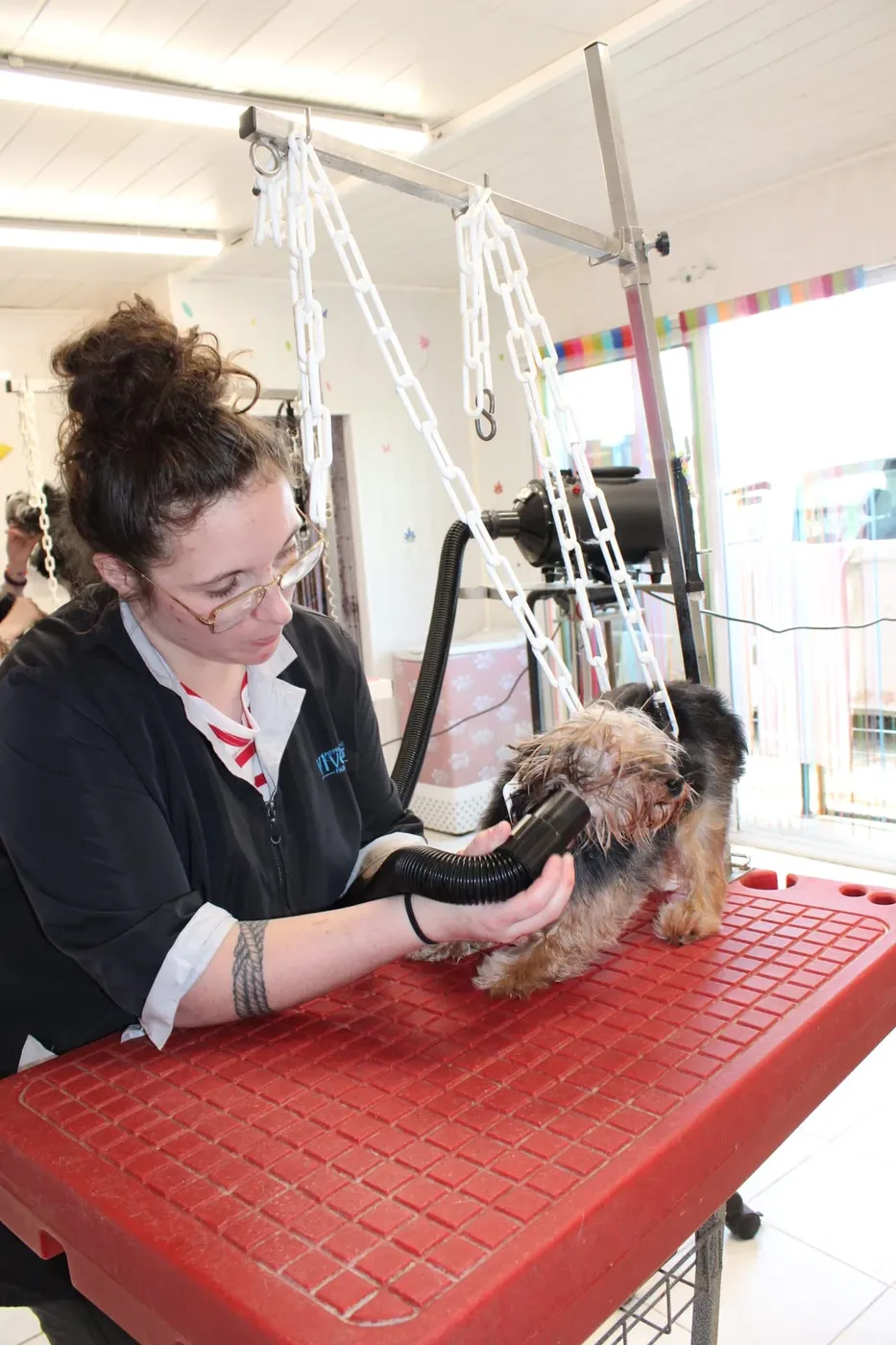 Laurane Botton sèche un petit chien sur la table de toilettage