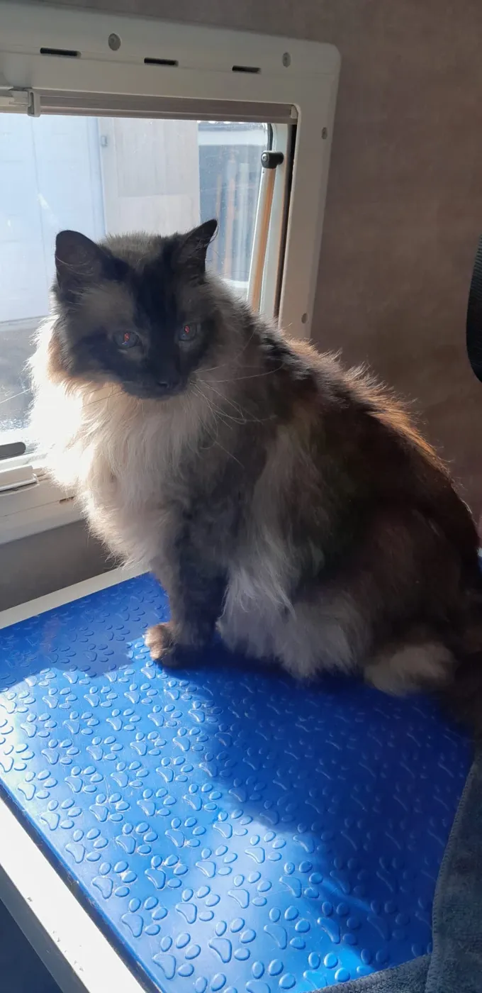 Chat à poil long installé sur la table de toilettage près de la fenêtre